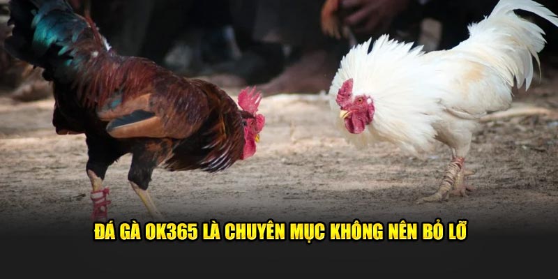 Đá gà Ok365 là chuyên mục không nên bỏ lỡ