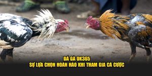 Đá Gà Ok365 - Sự Lựa Chọn Hoàn Hảo Khi Tham Gia Cá Cược