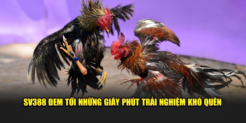 SV388 đem tới những giây phút trải nghiệm khó quên 